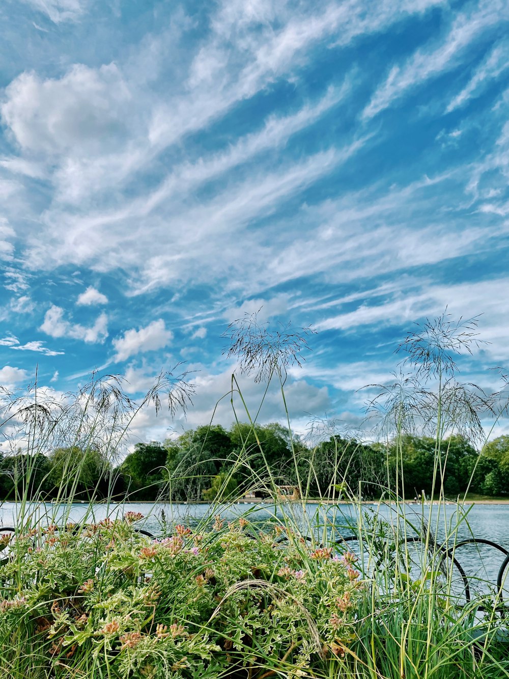 Campo de hierba verde bajo el cielo azul durante el día