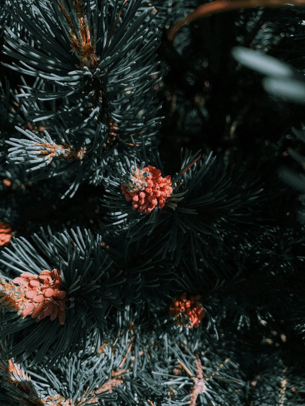 red and brown pine cones on green pine tree