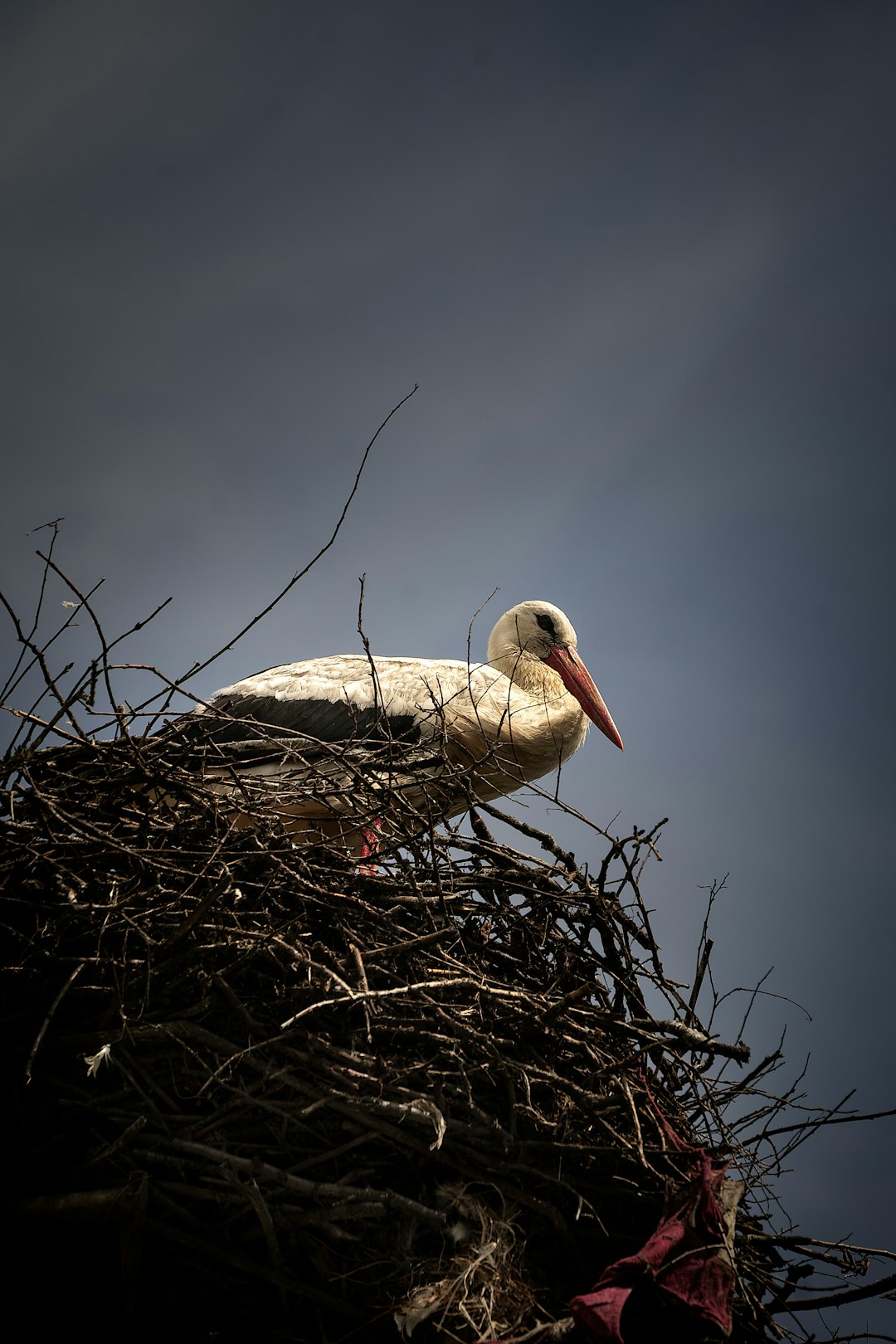  white stork on nest during daytime stork