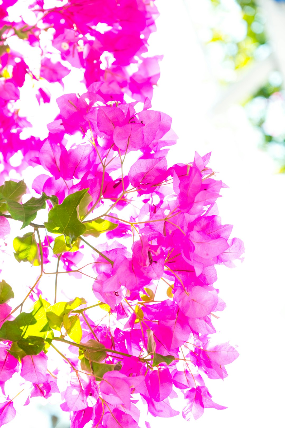 pink flowers in tilt shift lens