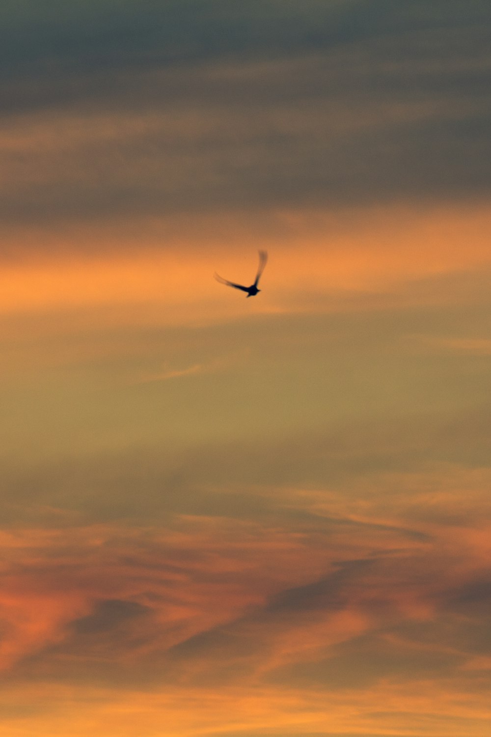 bird flying under blue sky during daytime