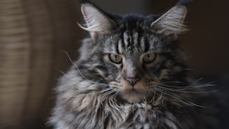brown tabby cat in close up photography