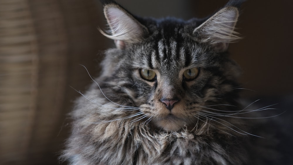 brown tabby cat in close up photography