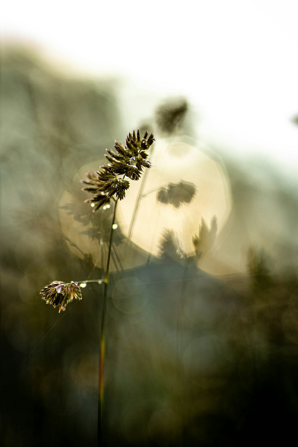 white dandelion in close up photography