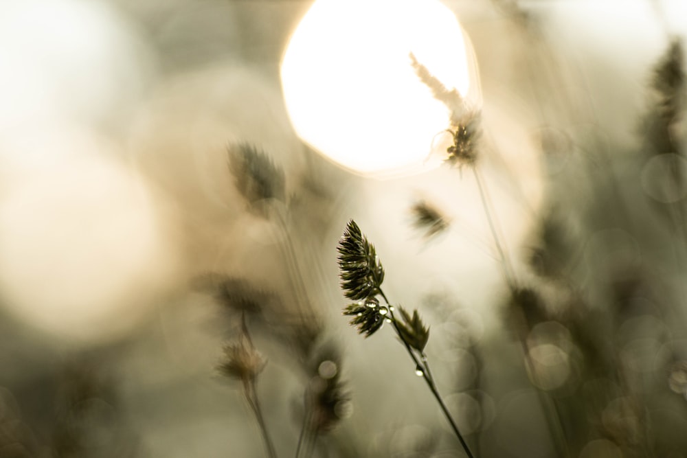 green plant in close up photography