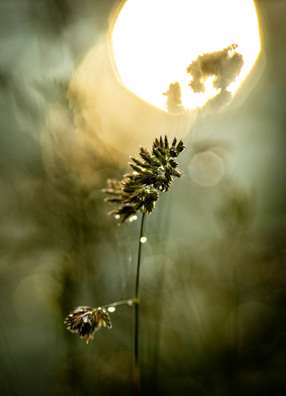 green plant with water droplets