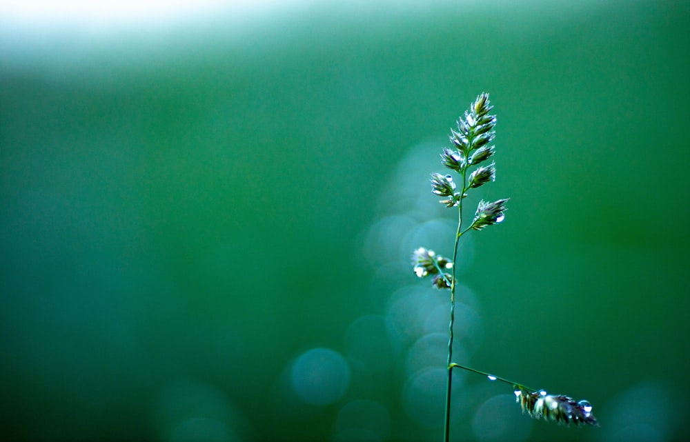 green plant in close up photography