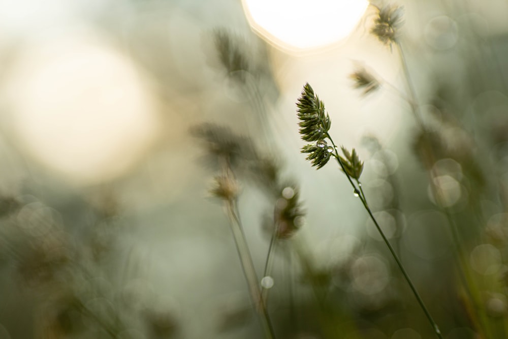 green plant in tilt shift lens