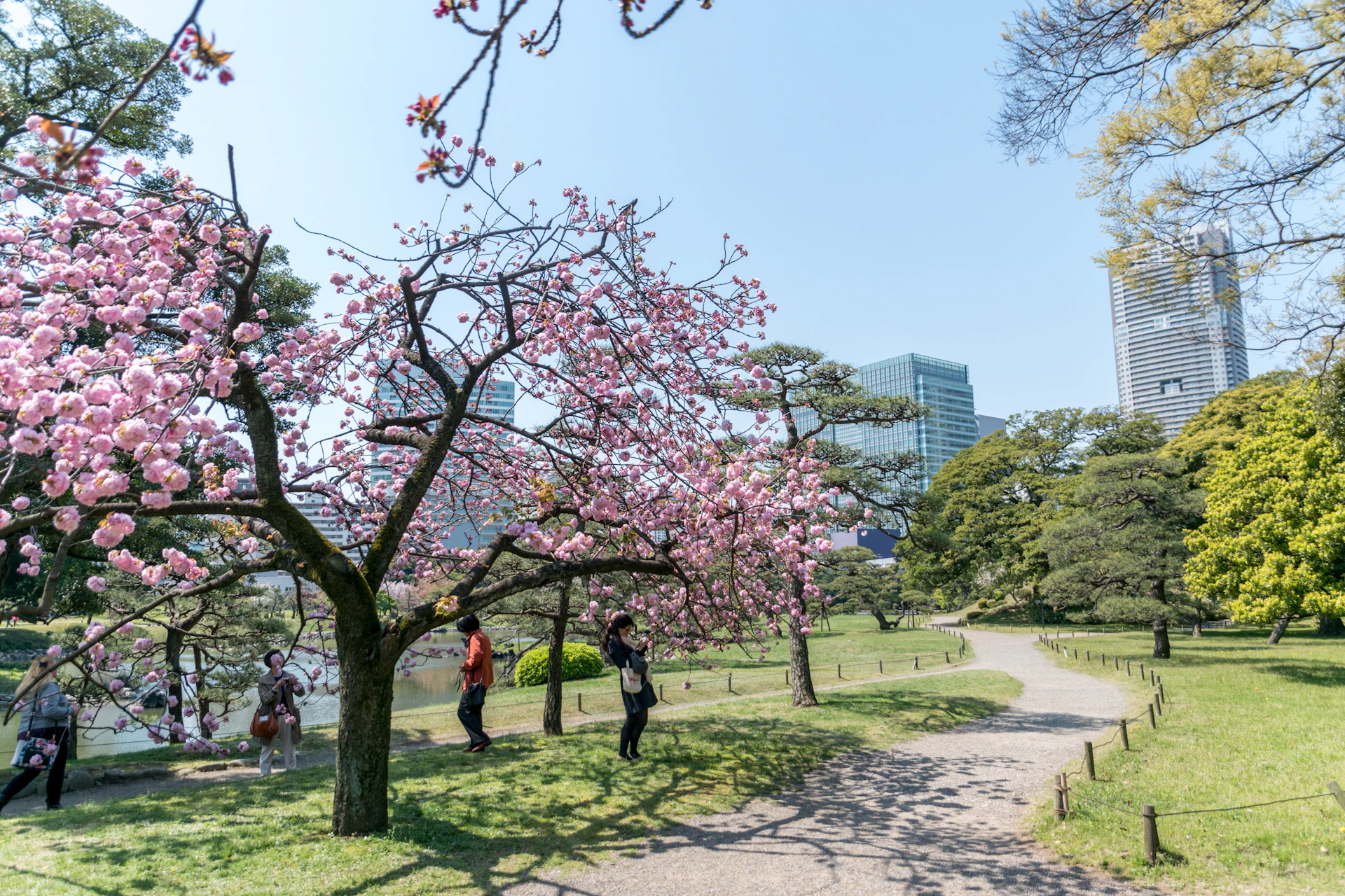 A vibrant photo of cherry blossoms in full bloom at Tokyo Dream Park, with visitors enjoying the serene beauty.