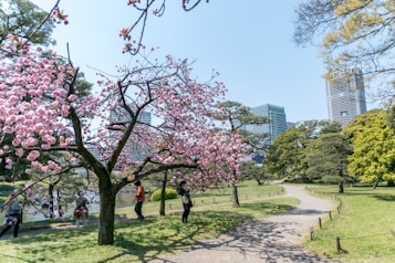 A scenic park setting featuring a cherry blossom tree in full bloom with pink flowers. People are strolling and taking photos in the background. The park path winds gently through lush green grass, and modern skyscrapers rise in the backdrop, contrasting with the natural scenery.