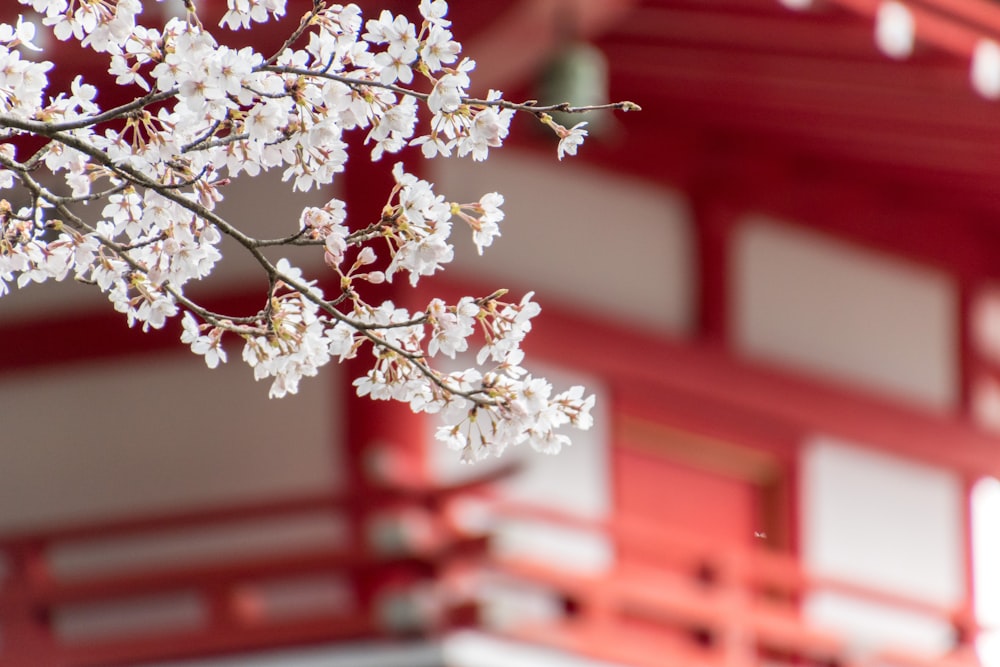 white cherry blossom in close up photography