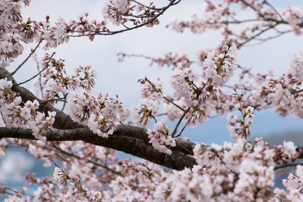 white cherry blossom tree during daytime