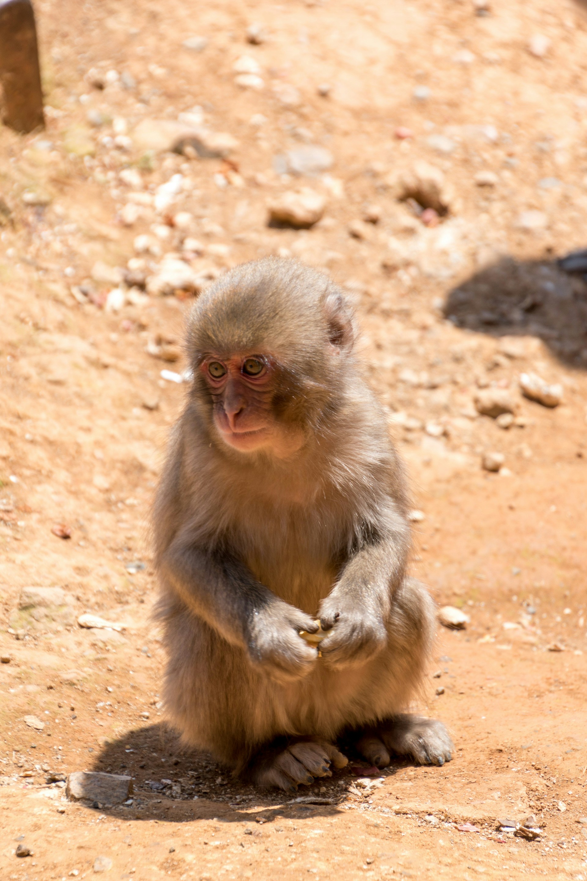 昼間の茶色の土の茶色の猿の写真 Unsplashで見つける京都の無料写真