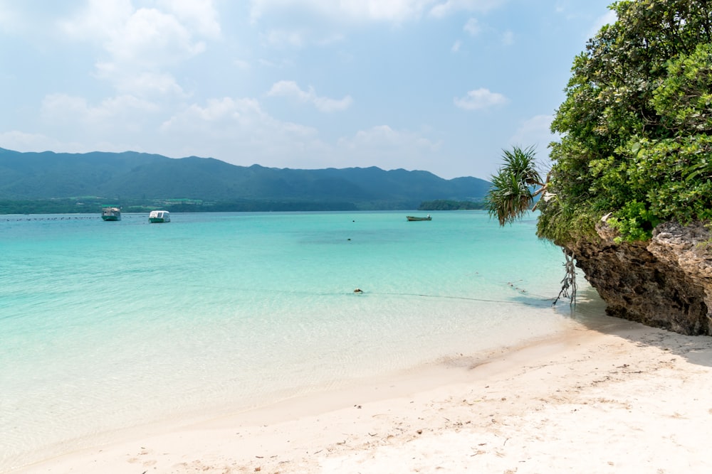 green palm tree on white sand beach during daytime