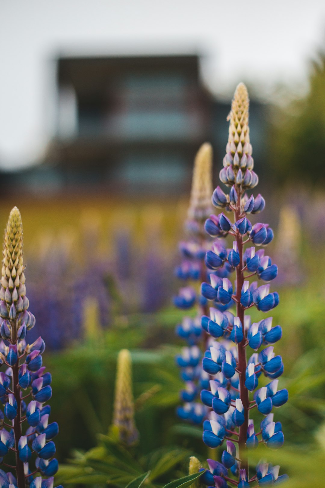 purple and white flower buds