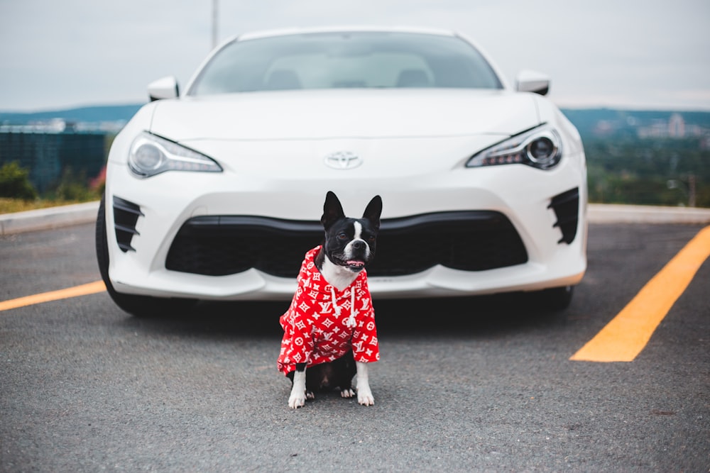 white and black short coated dog in red and white polka dot dress standing beside white