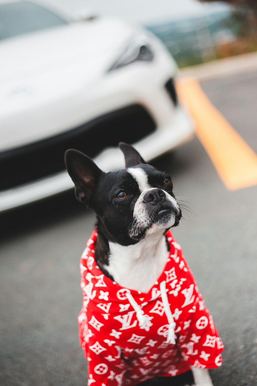 black and white boston terrier wearing red and white polka dot shirt