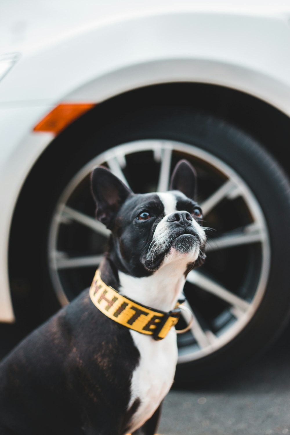 black and white boston terrier puppy