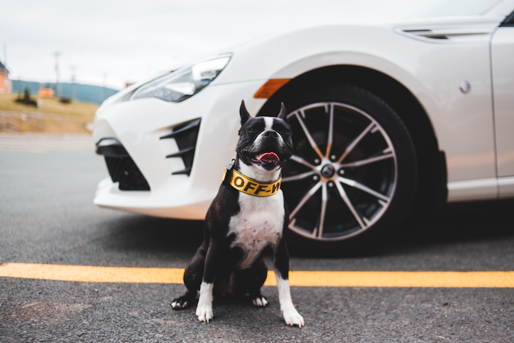 black and white short coated dog on white car