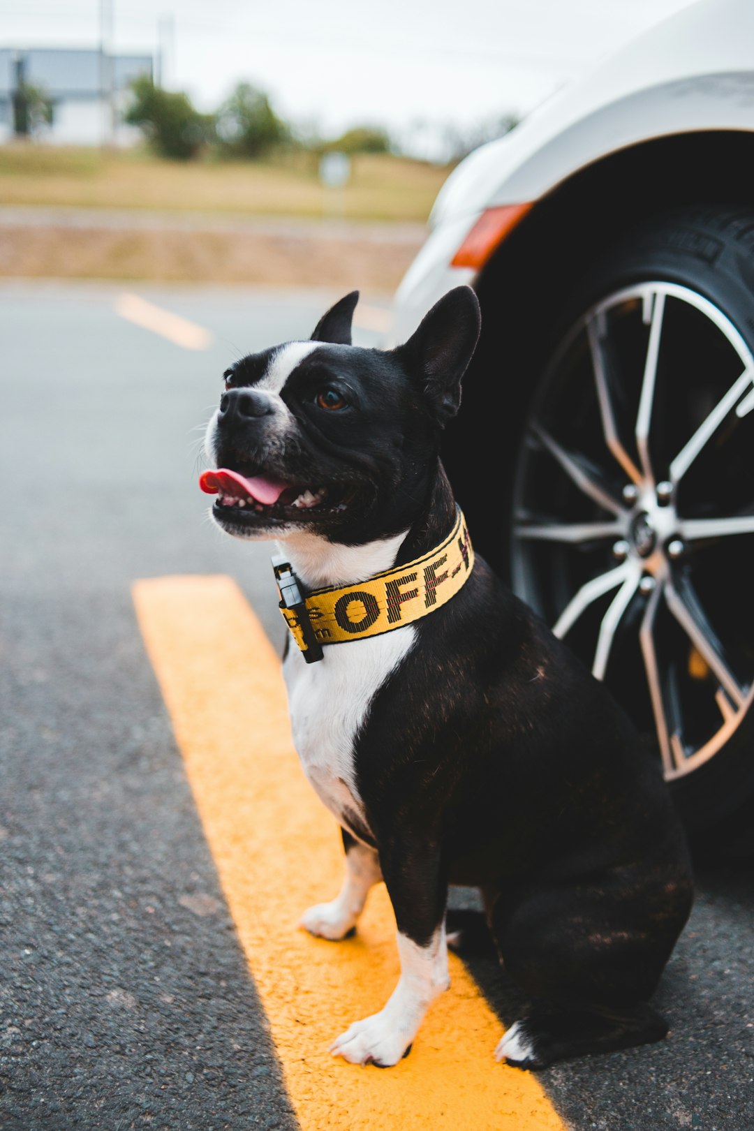 black and white short coated dog on gray asphalt road during daytime