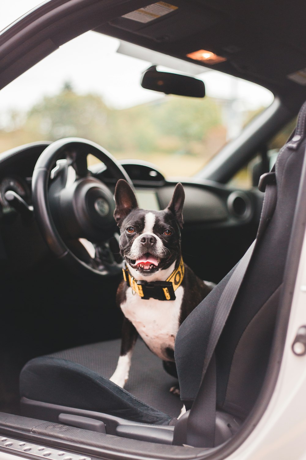 black and white short coated dog in car