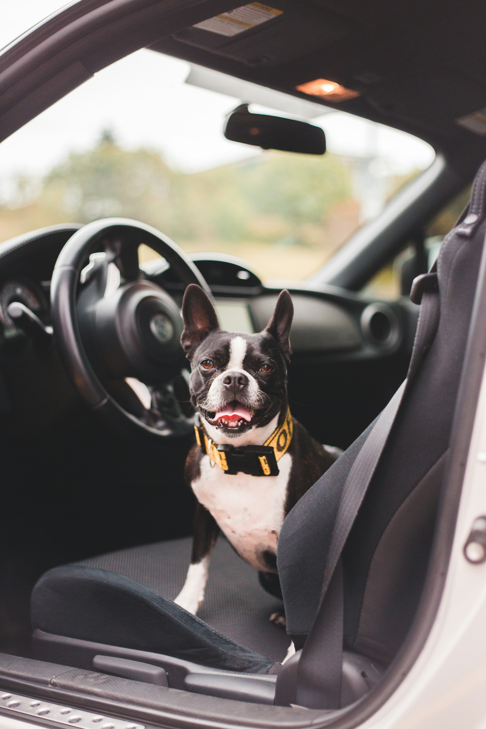 Tips for Training Your Dog to Enjoy Car Rides