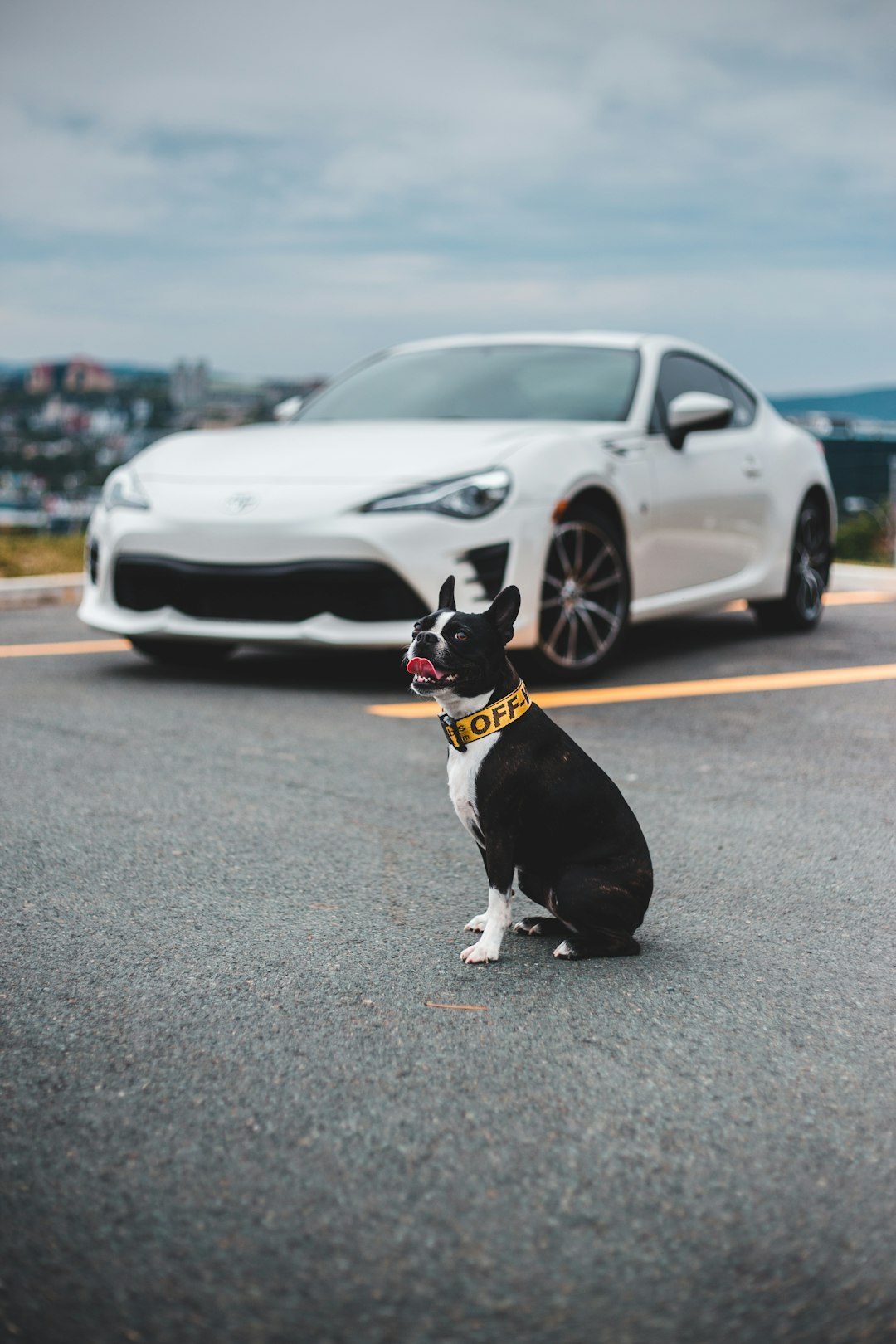 black and white short coated dog on gray asphalt road during daytime