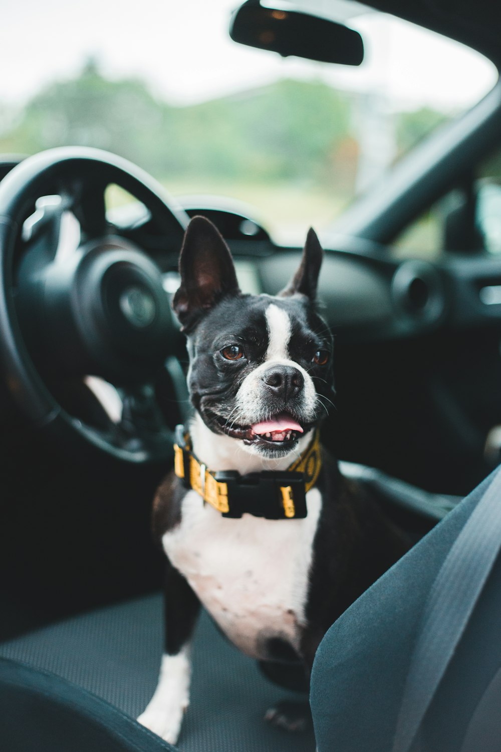 black and white short coated dog in car