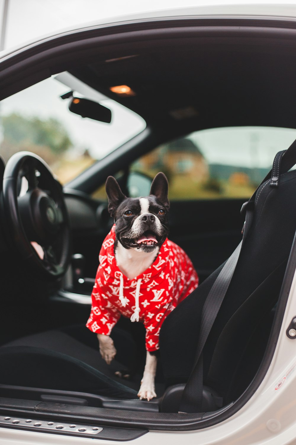 black and white short coated dog in red and black polka dot dress sitting on car