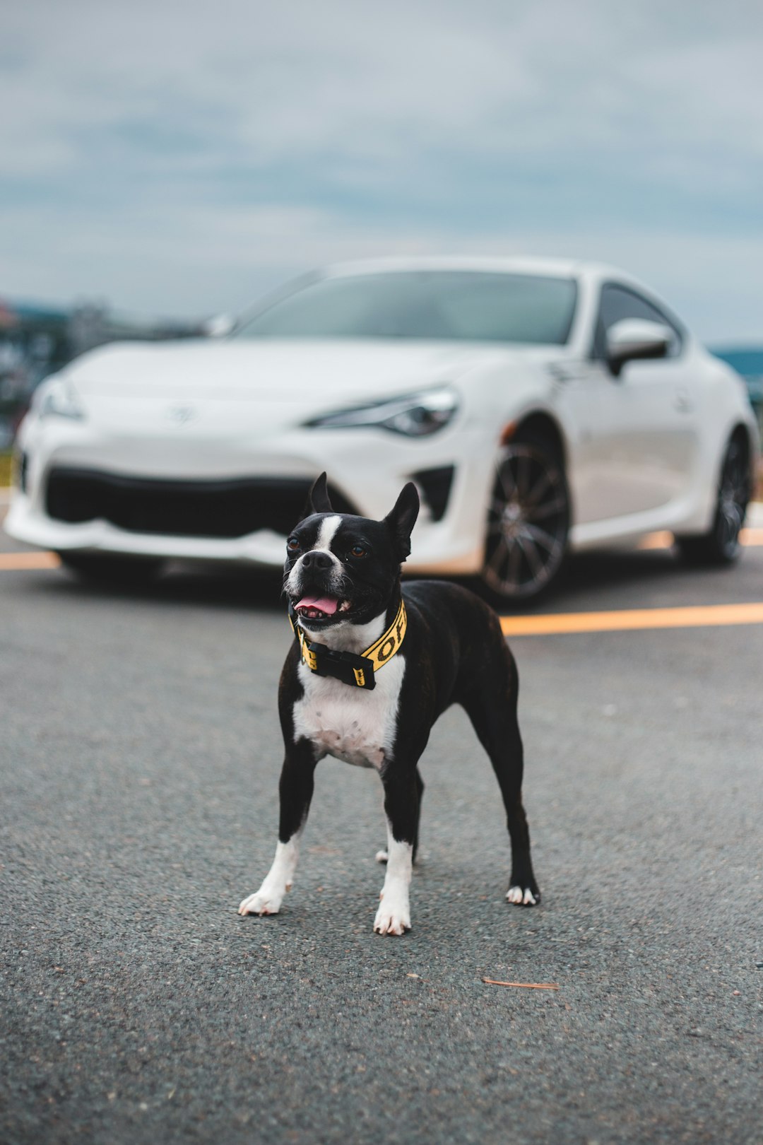 black and white short coated dog on gray asphalt road during daytime