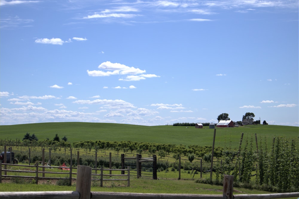 green grass field under blue sky during daytime