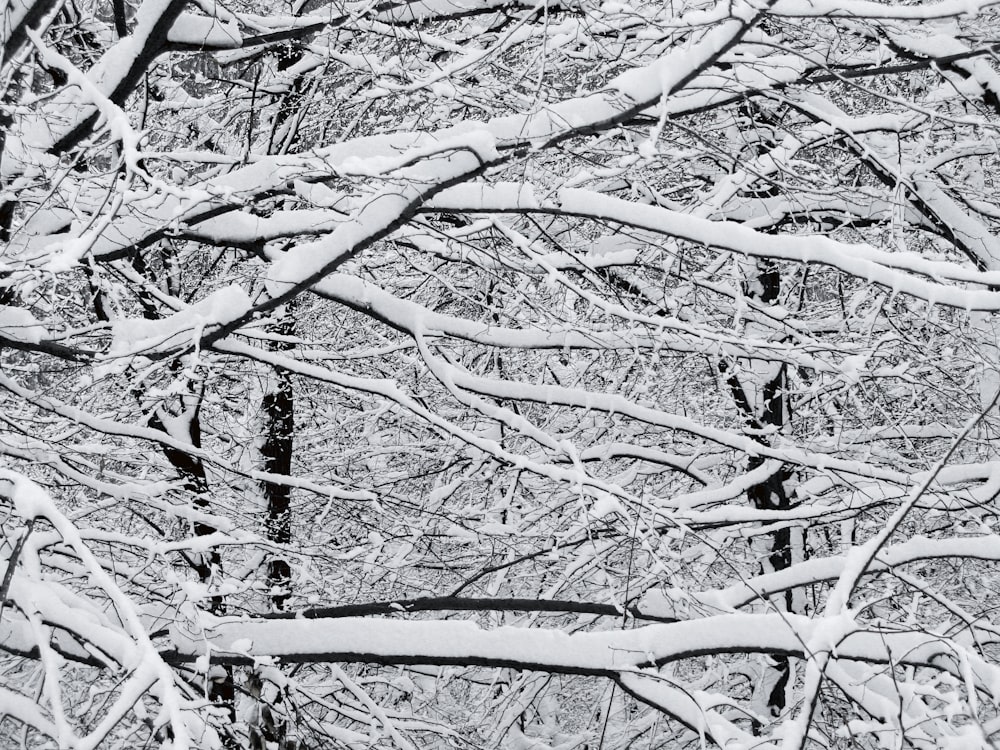 Graustufenfoto eines blattlosen Baumes