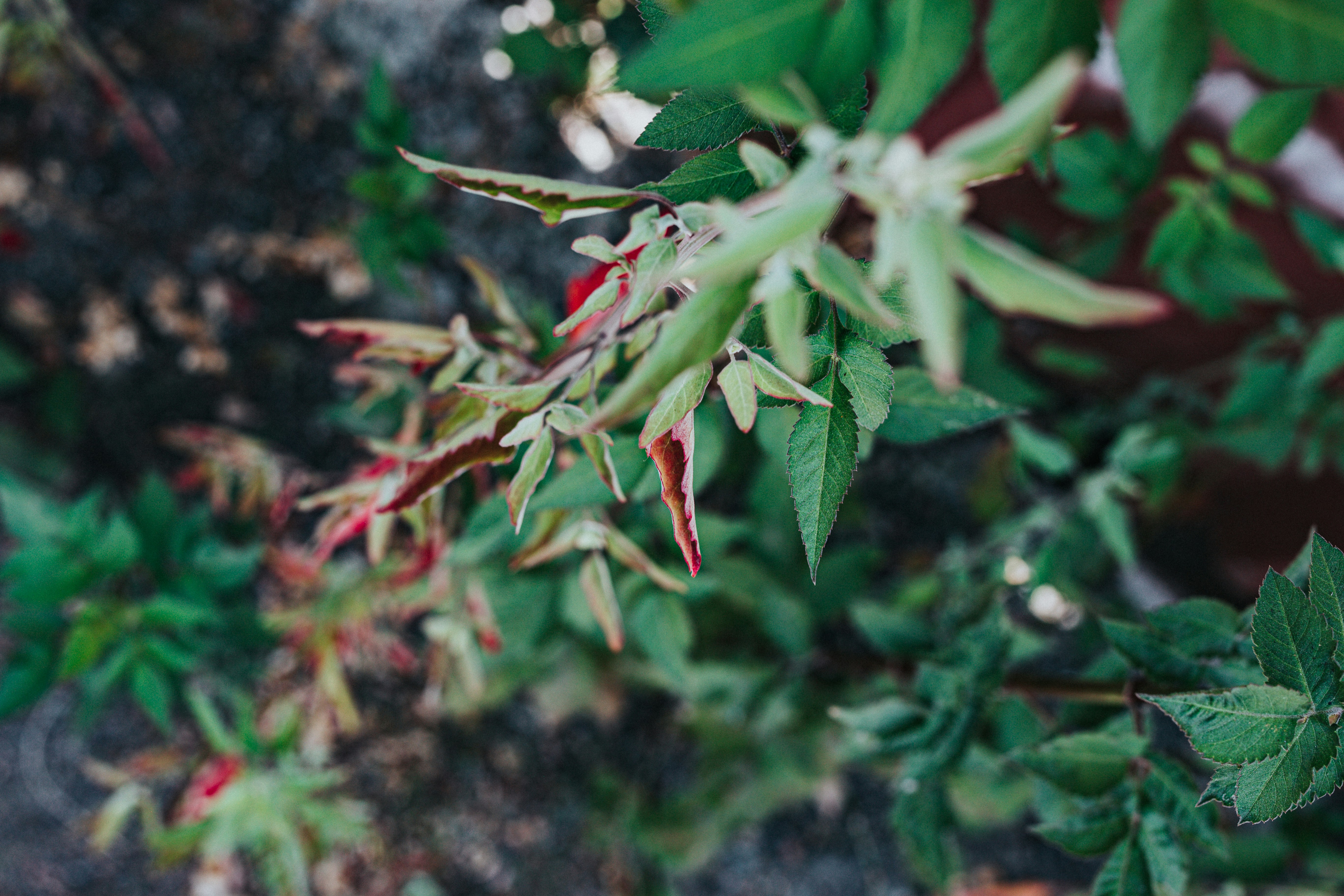 Photo by donovan_valdivia