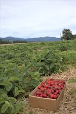 A lush strawberry field with a cardboard box filled with freshly picked strawberries set on straw-covered ground. Green foliage surrounds the box, stretching out into the distance where rolling hills and mountains can be seen against a cloudy sky.
