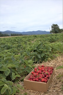 A lush strawberry field with a cardboard box filled with freshly picked strawberries set on straw-covered ground. Green foliage surrounds the box, stretching out into the distance where rolling hills and mountains can be seen against a cloudy sky.