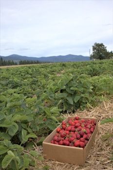 A lush strawberry field with a cardboard box filled with freshly picked strawberries set on straw-covered ground. Green foliage surrounds the box, stretching out into the distance where rolling hills and mountains can be seen against a cloudy sky.