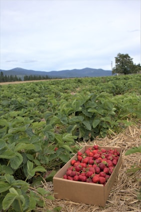 Wide shot of lush strawberry fields under a clear sky in Santa Juana during harvest season.