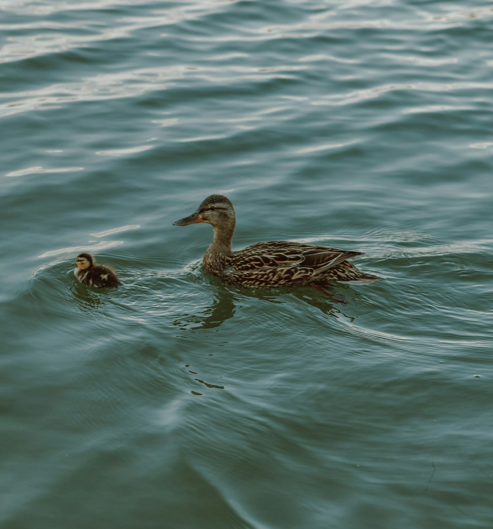 Pato marrón en el agua durante el día