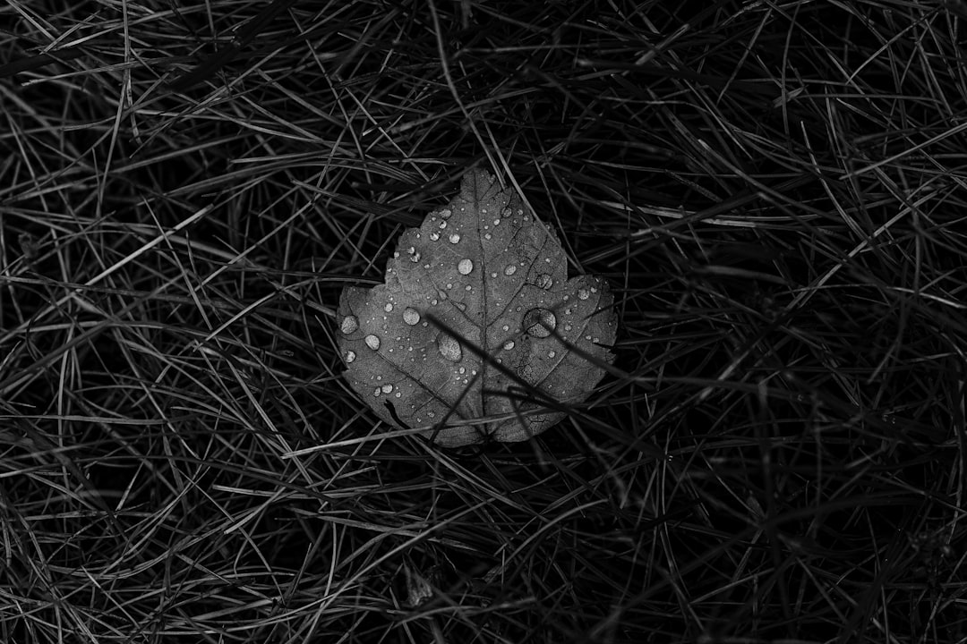 grayscale photo of water droplets on leaf