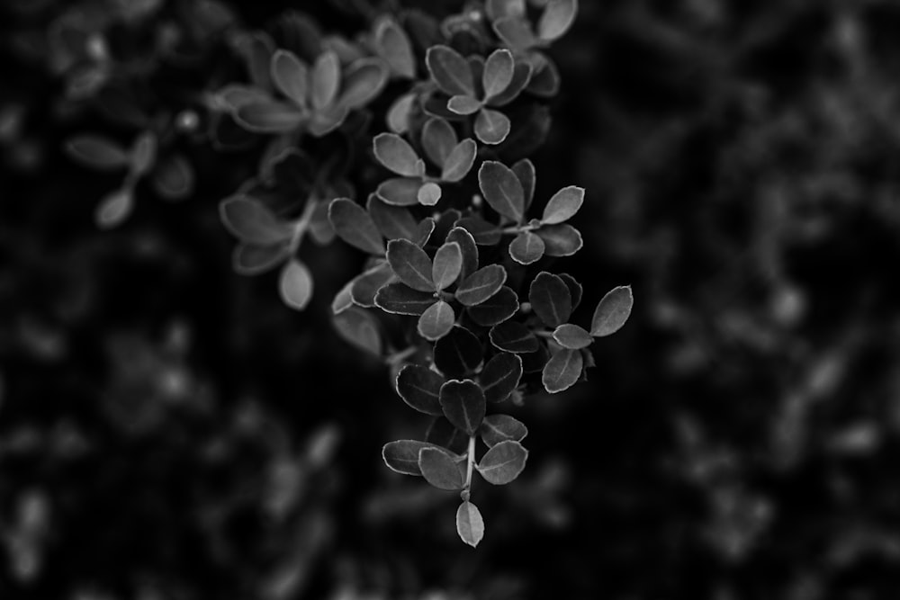 white flower buds in grayscale photography