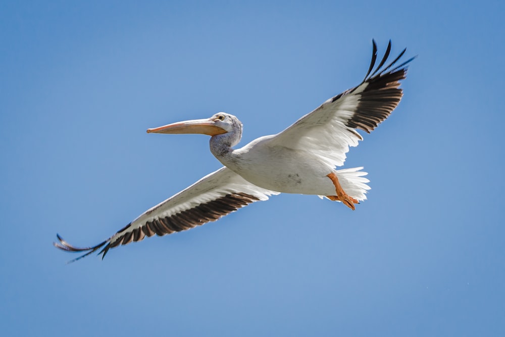 white and black bird flying during daytime