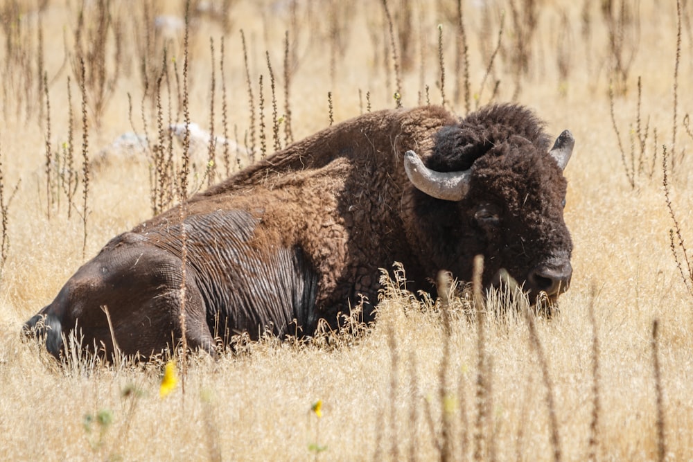 black bison on brown grass field during daytime