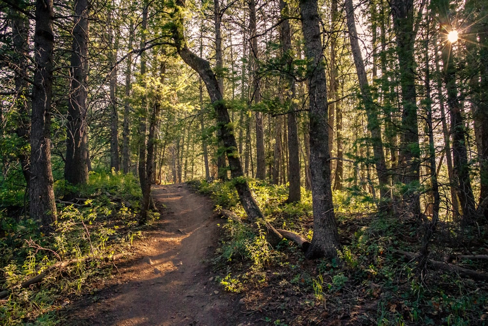 brown pathway between green trees during daytime