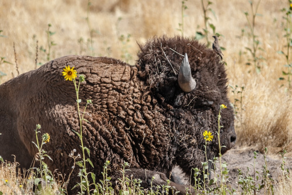 black and brown animal on brown grass field during daytime