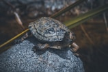 Close-up of a small water turtle resting on a rock with clear blue water background.