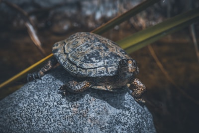 Close-up of a small water turtle resting on a rock with clear blue water background.