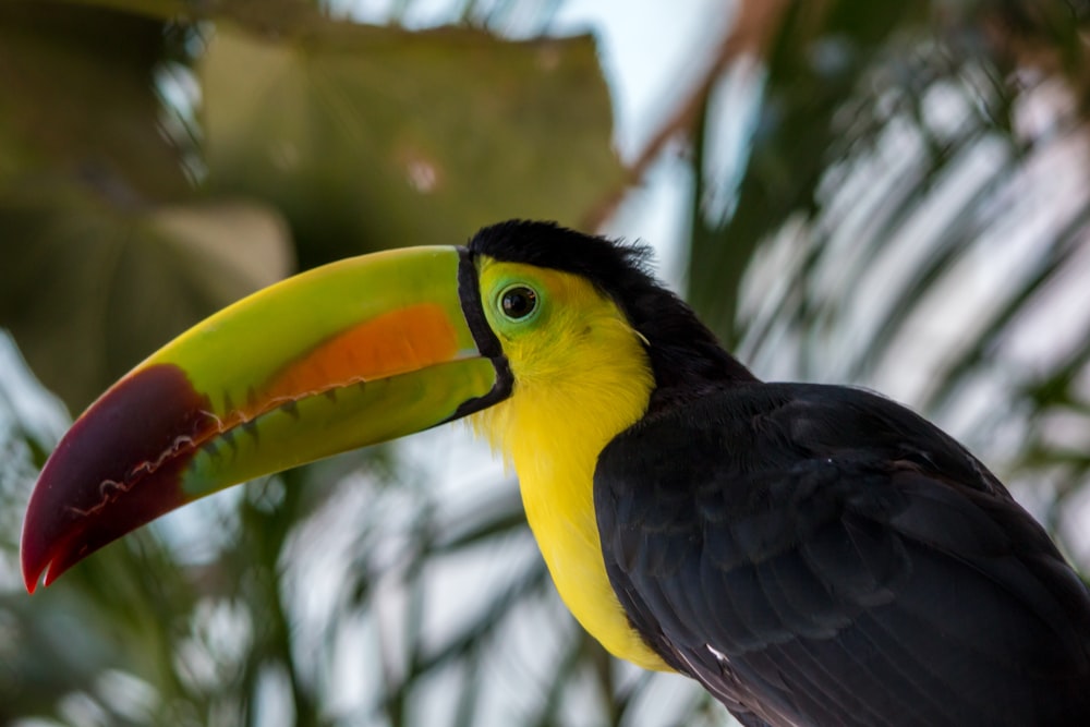black yellow and green bird