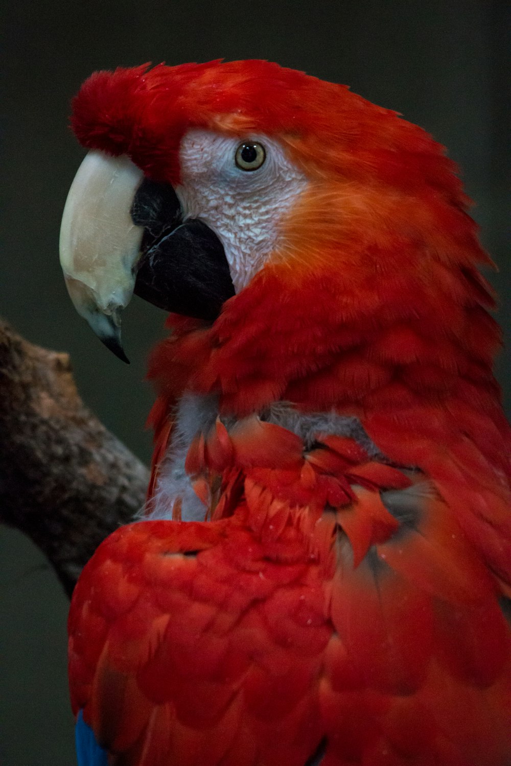 red and white parrot on brown tree branch
