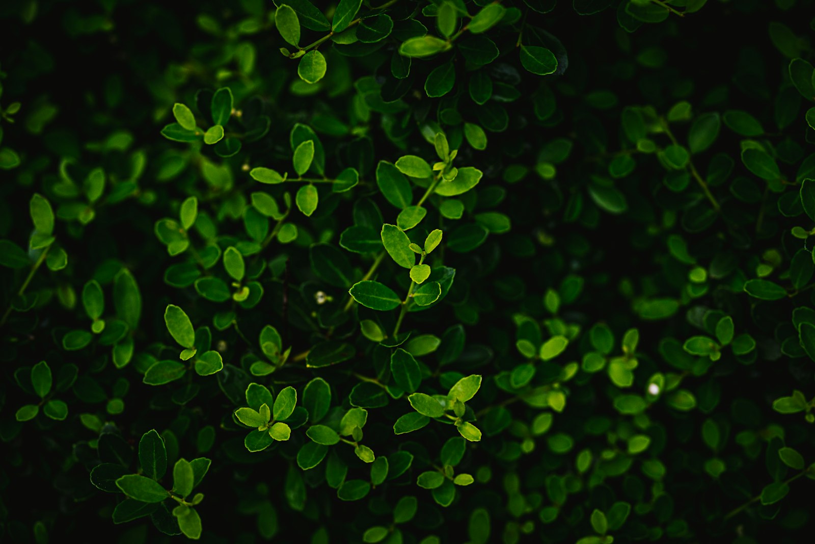 Sony a7R III + Sony FE 135mm F1.8 GM sample photo. Green leaves in close photography