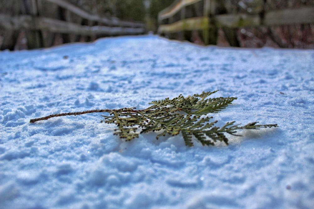 green plant covered with snow